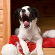 Chauffage local et mise à température des chenils pour chiens.