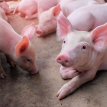 Chauffage des bâtiments pour élevage des animaux de ferme.