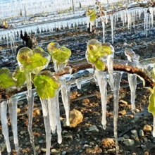Protection des vignes contre les gels de printemps.